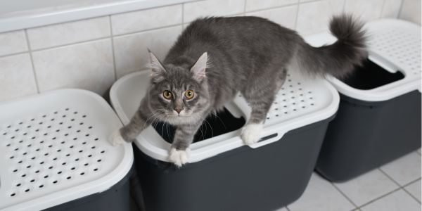 Best cat litter to hotsell prevent uti